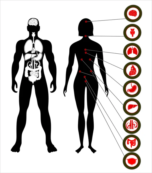 Icons of human organs — Stock Vector