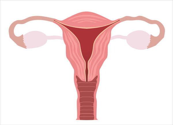 organs of female reproductive system