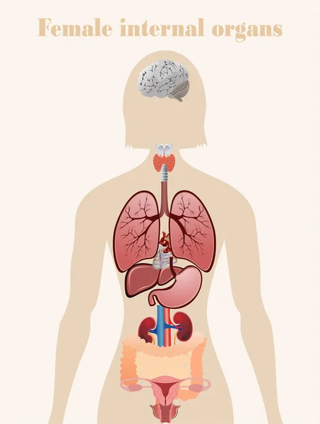 Kvinnliga inre organ — Stock vektor