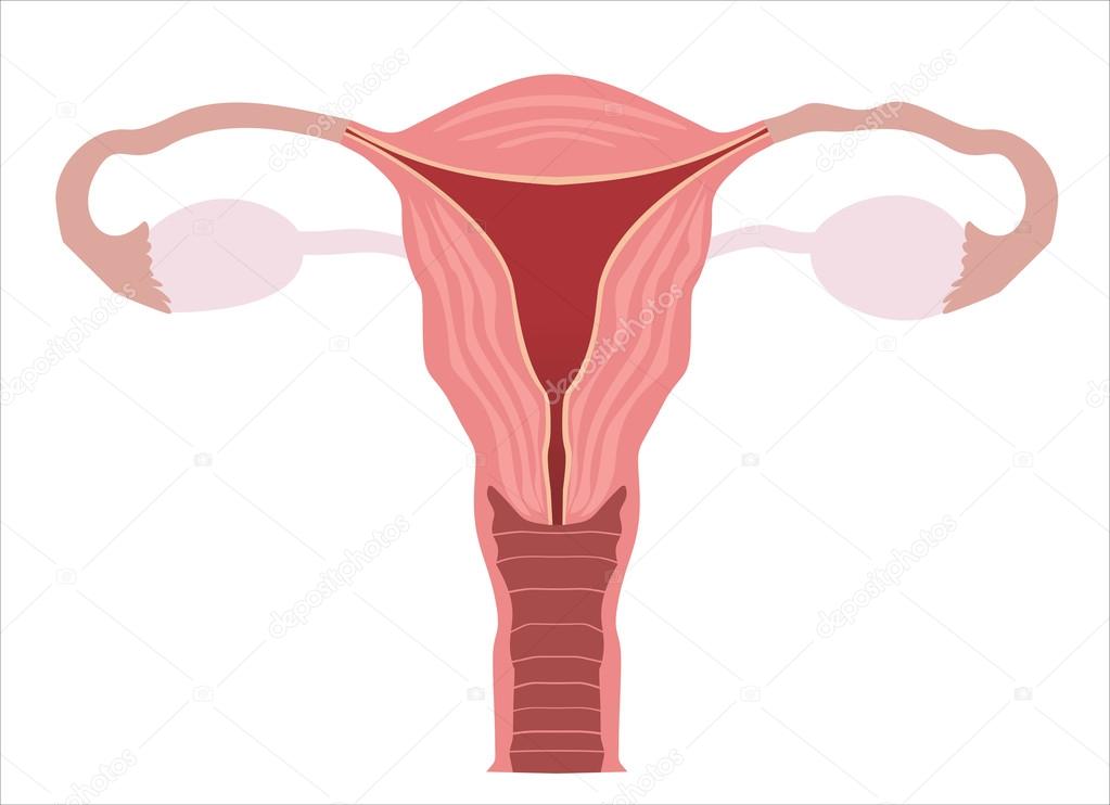 organs of female reproductive system