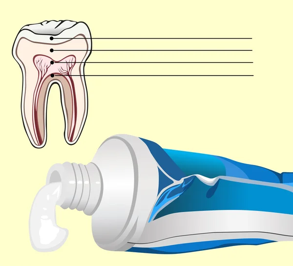 Diente y pasta de dientes abierta — Archivo Imágenes Vectoriales