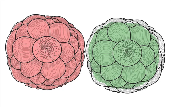Bourgeons de fleurs à main levée — Image vectorielle