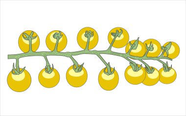 Botanik domates şube