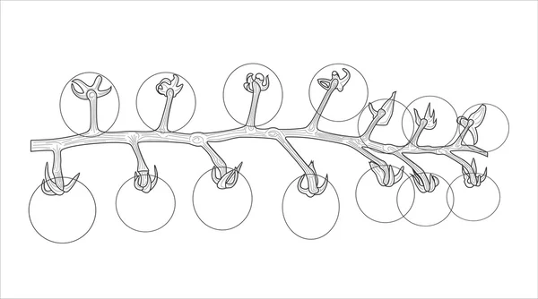 Botanische tomaat tak — Stockvector