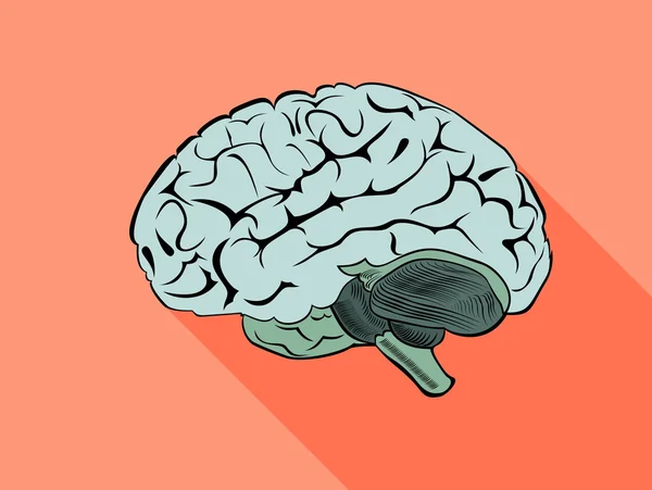 Garis besar otak manusia - Stok Vektor