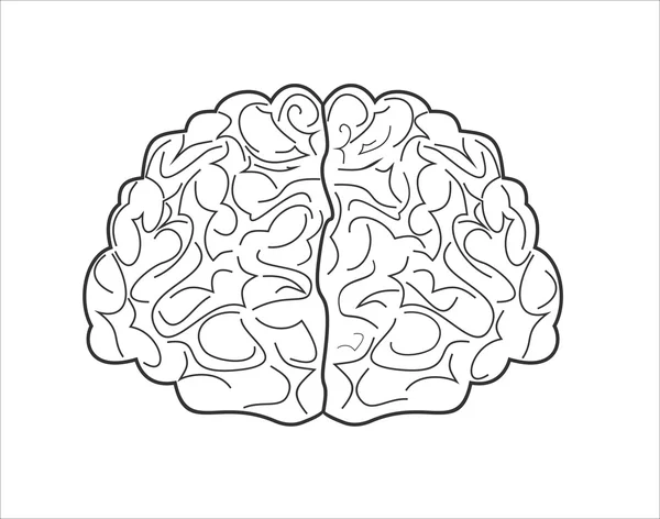 Cerebro dibujado humano — Archivo Imágenes Vectoriales