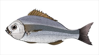 kabataslak balık illüstrasyon