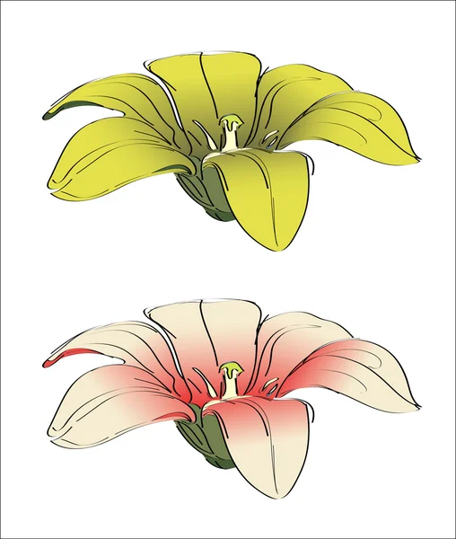 Lily bloemen toppen — Stockvector