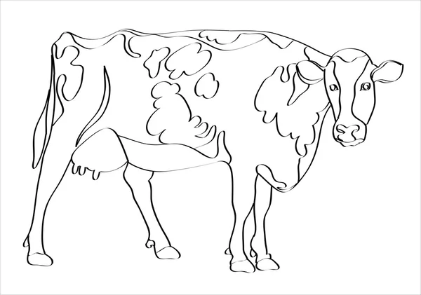 Schwarz-weiß gefleckte Kuh — Stockvektor