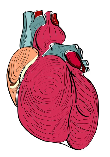 Human organs heart icon — Stock Vector