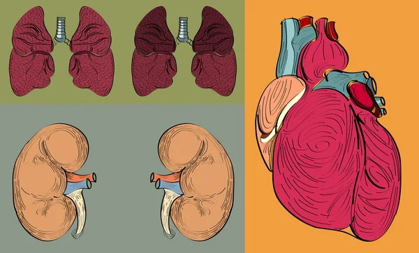 Organes humains reins, cœur, poumons ensemble — Image vectorielle