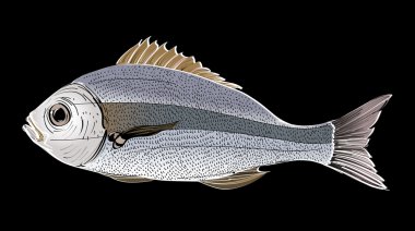 Balık taslağını el çekilmiş