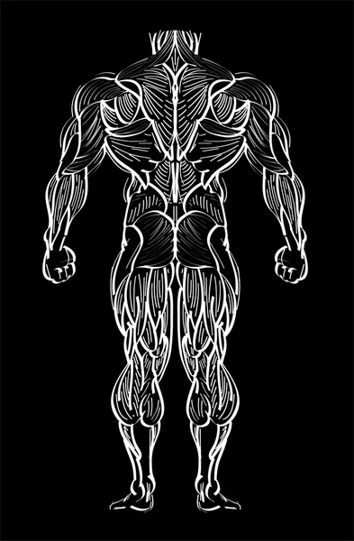 Handgezeichnete Skizze des männlichen Muskels — Stockvektor