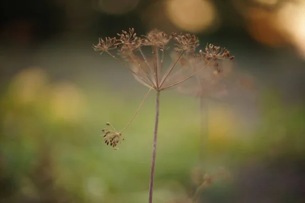 Ξηρά Φύλλα Ομπρέλας Άνηθου Αναπτύσσονται Στον Κήπο — Φωτογραφία Αρχείου