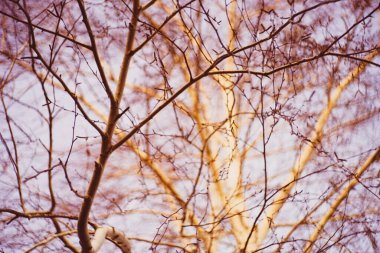 Sonbaharda mavi arkaplanda çıplak huş ağacı dalları