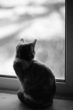 Genç kedicik pencereden manzaraya hayran. BW fotoğrafı