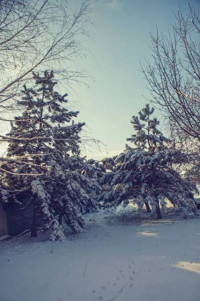 Pine Trees Sunny Winter Garden Snow — Stock Photo, Image