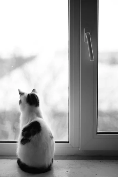 Lonely Cat Sitting Windowsill Room Looks Out Window Back View — Stock Photo, Image