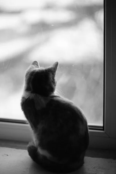 小猫咪欣赏窗外的景色 Bw照片 — 图库照片