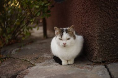 Açık havada beyaz kedi portresi. Sonbahar bahçesinde oturan sevimli kedi.