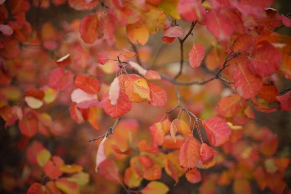 Осенние Красные Оранжевые Листья Дереве — стоковое фото