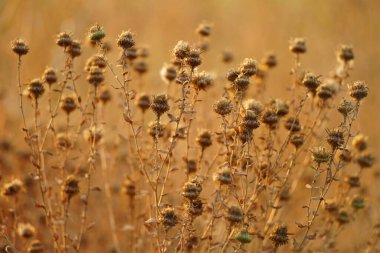 Sonbahar tarlasında yetişen kuru, keskin kahverengi çiçekler..