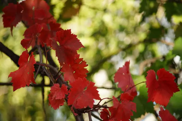 Żywe Czerwone Jesienne Liście Winogron Gałęzi Jesiennym Słonecznym Ogrodzie Zielonym — Zdjęcie stockowe