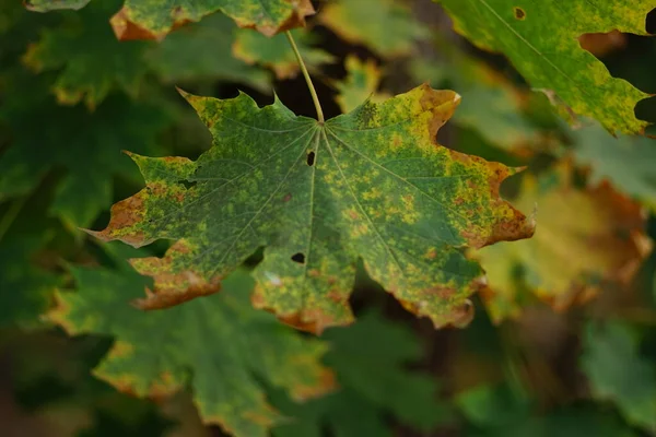 stock image maple tree green leaves with dry brown ends in the autumn forest closeup.