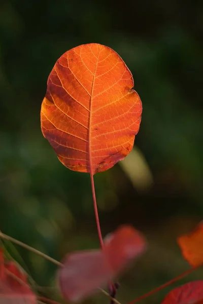 Folha Laranja Outono Galho Árvore Uma Floresta Ensolarada Mágica — Fotografia de Stock