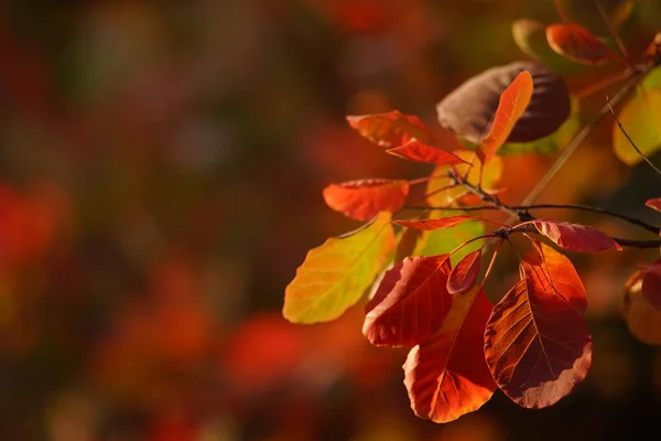 Folhas de outono de laranja vermelha vívida em um galho de árvore na floresta ensolarada — Fotografia de Stock