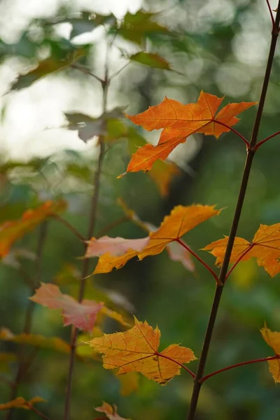 Orange maple leaves on a tree in the autumn forest — Φωτογραφία Αρχείου