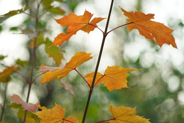 Orange maple leaves on a tree branch in the autumn forest — Φωτογραφία Αρχείου