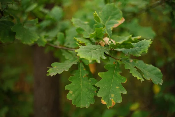 Chêne aux feuilles vertes poussant en forêt automnale gros plan. — Photo