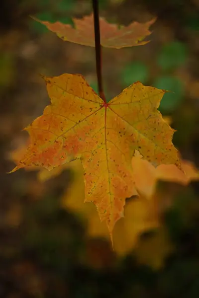 Otoño arce grande hoja marrón crece en el bosque — Foto de Stock