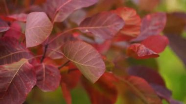 Büyülü bir sonbahar ormanında ağaç dalında inanılmaz kırmızı yapraklar.