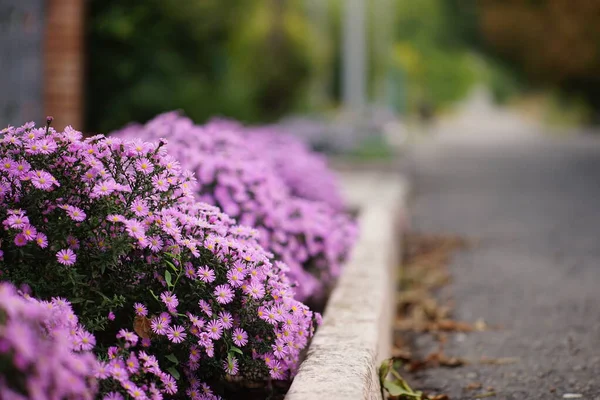Arbustos Flores Lilás Crisântemo Cresce Jardim Pela Estrada — Fotografia de Stock
