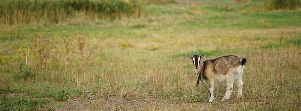 秋の牧草地でのヤギの放牧 — ストック写真