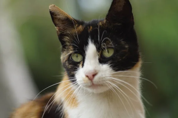 Close Gezicht Van Tricolor Kitty Maneki Neko — Stockfoto