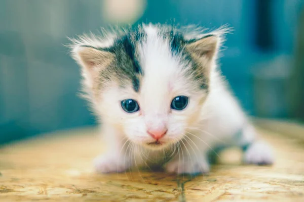 White Small Spotted Baby Kitten Close Portrait — Stock Photo, Image
