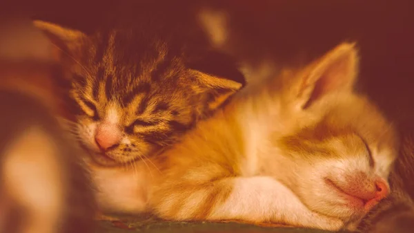 可爱的生姜和胖胖的新生猫咪抱在怀里睡觉 小动物睡在一起 — 图库照片
