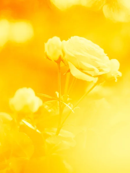 Sárga Érzékeny Kép Fehér Rózsa Virágok Kertben — Stock Fotó
