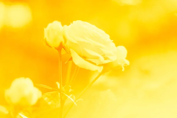 庭に黄色いバラの花を咲かせます — ストック写真