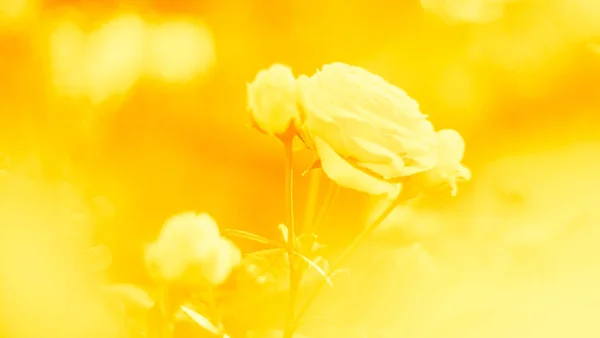 Image Fond Jaune Tendre Fleurs Roses Blanches Dans Jardin — Photo