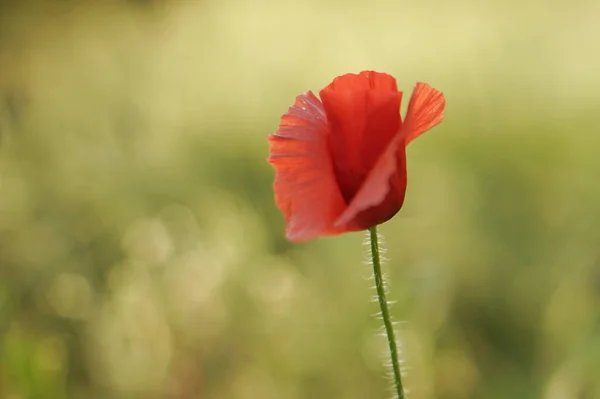 Amazing Red Poppy Flower Grow Blurred Green Grass Field — Stock Photo, Image