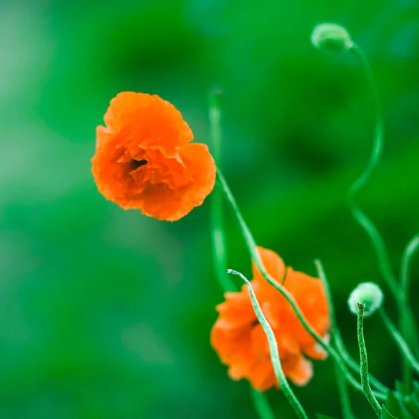 Fleurs Pivoine Orange Luxuriante Pousse Dans Jardin Vert — Photo