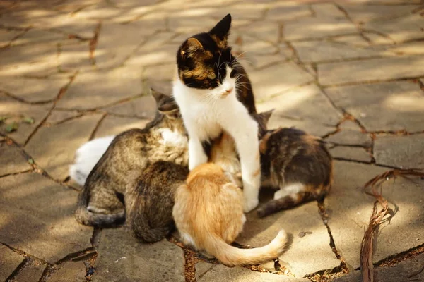 Tricolor kitty voedt haar kittens in de tuin. — Stockfoto