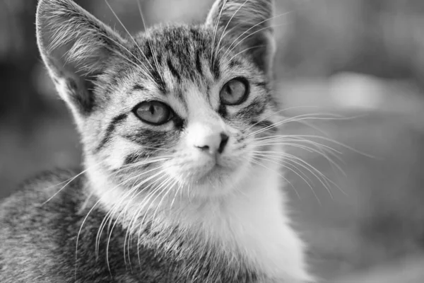 Tabby cica közelkép portré szabadban. Oldalnézetből. BW fénykép. — Stock Fotó