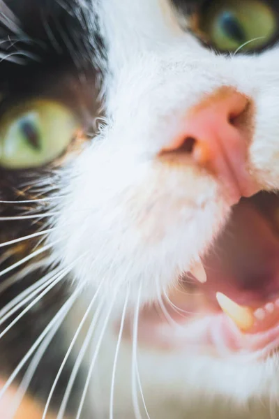 Rosto close-up de um meowing ou bocejo gato com uma boca aberta — Fotografia de Stock
