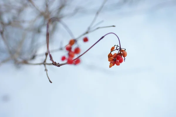 Weißdornbusch Zweig Nahaufnahme Mit Roten Beeren Einem Verschneiten Garten — Stockfoto