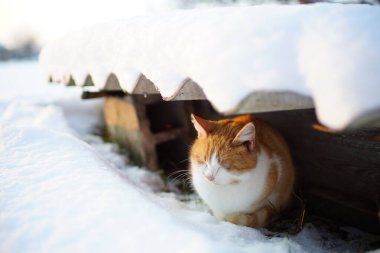 Tüylü kızıl kedi kış bahçesine sığındı.